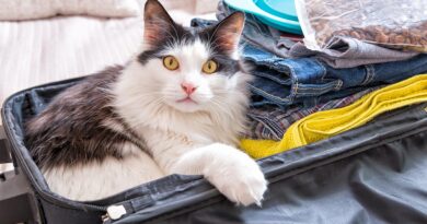 Cat-sitting-in-packed-suitcase